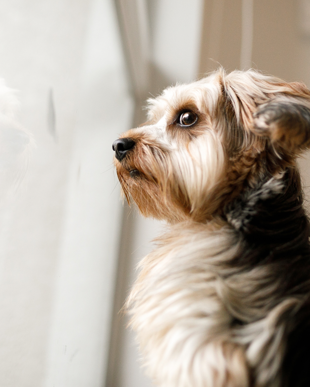 Chien qui est anxieux quand son maître part