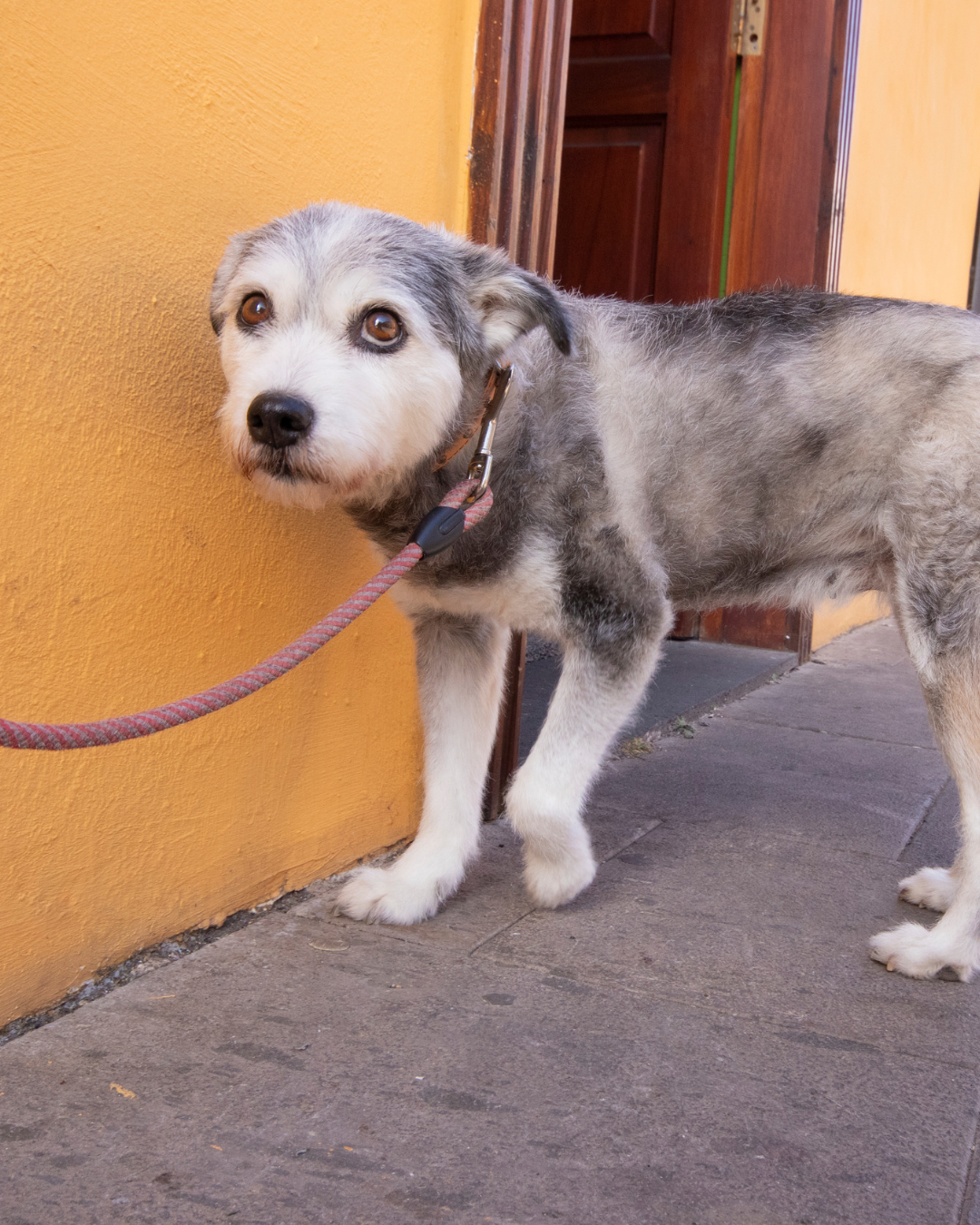 Chien qui a peur