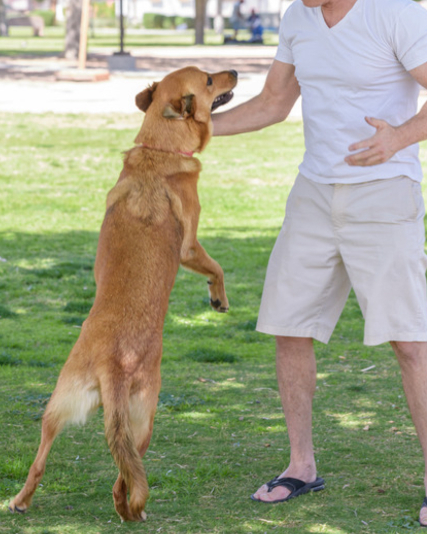 Chien qui saute sur les visiteurs