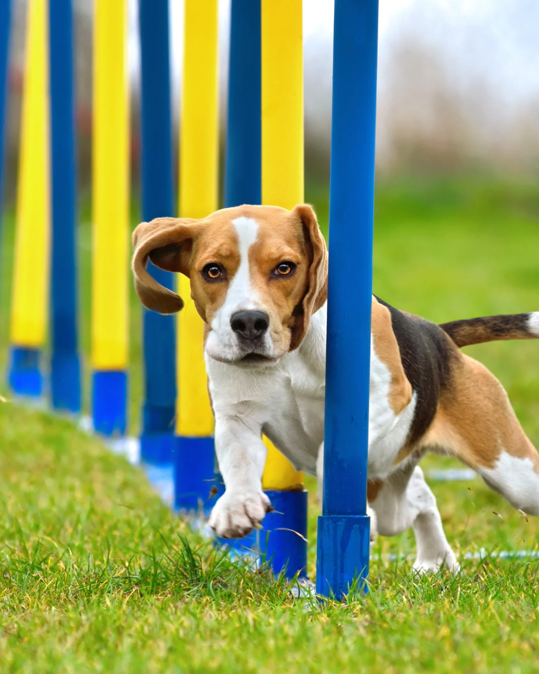 Agility pour chien