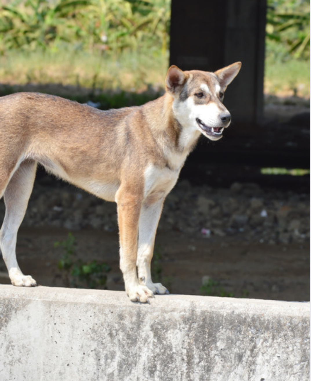 Dog parkour urbain