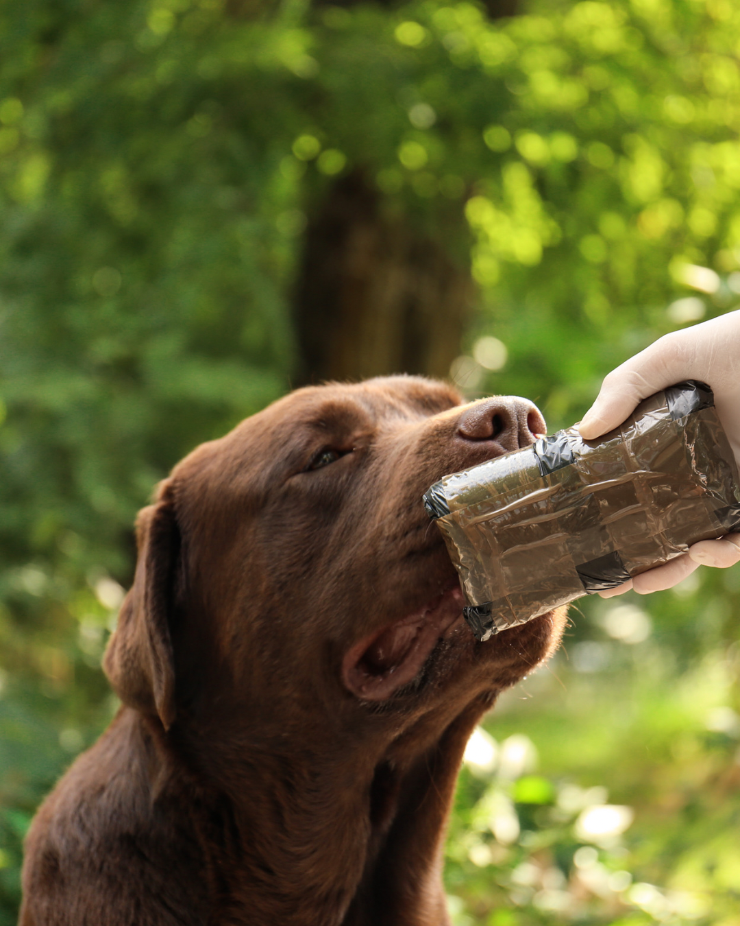 Détection d'odeurs pour chiens