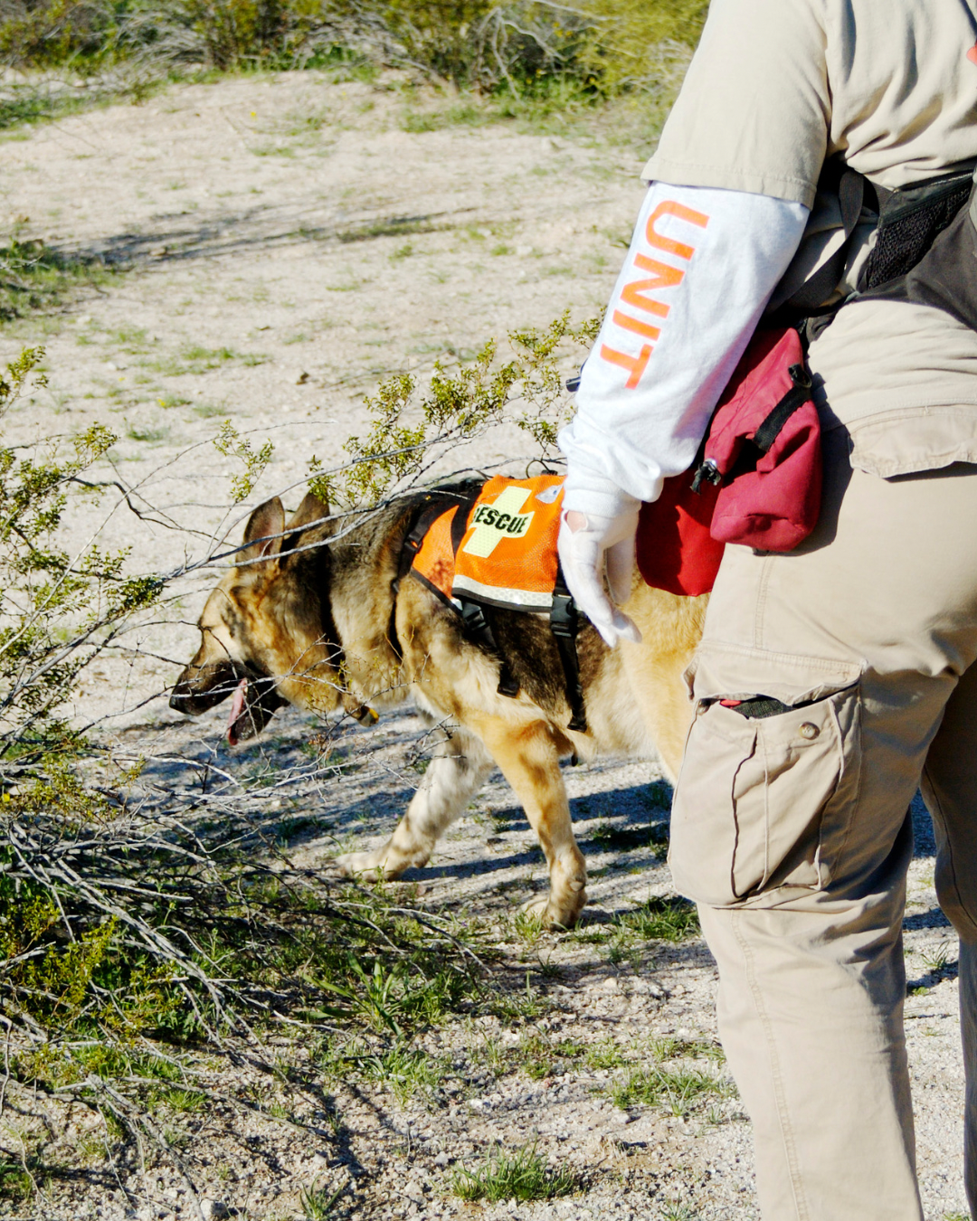 Mantrailing pour chiens