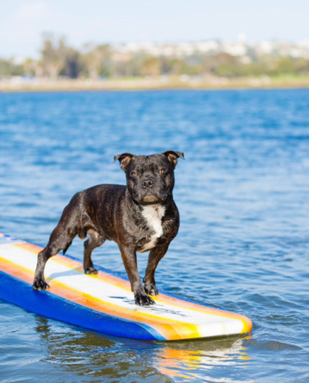 Sauvetage et paddle pour chiens